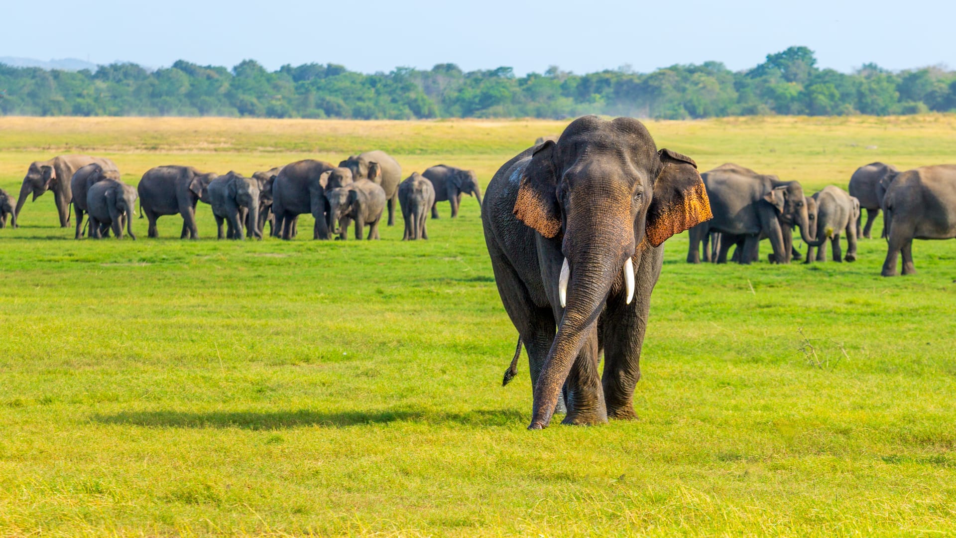 Elephants in Sri Lanka - Wildlife Safari Experience and Nature Tours